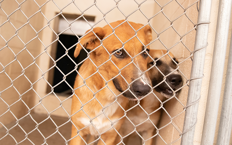 Arizona pet shelters overcrowded due to rising costs