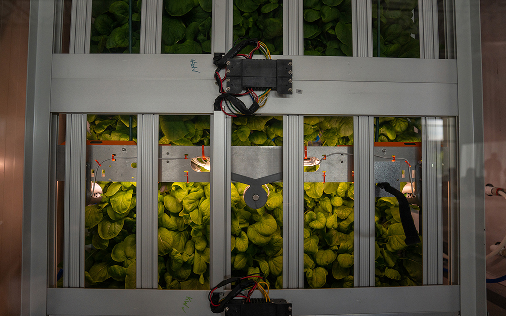 Cameras monitor the growth of savanna brassica, a spinach and mustard hybrid, at OnePointOne in Avondale on Sept. 28, 2022. (Photo by Samantha Chow/Cronkite News)