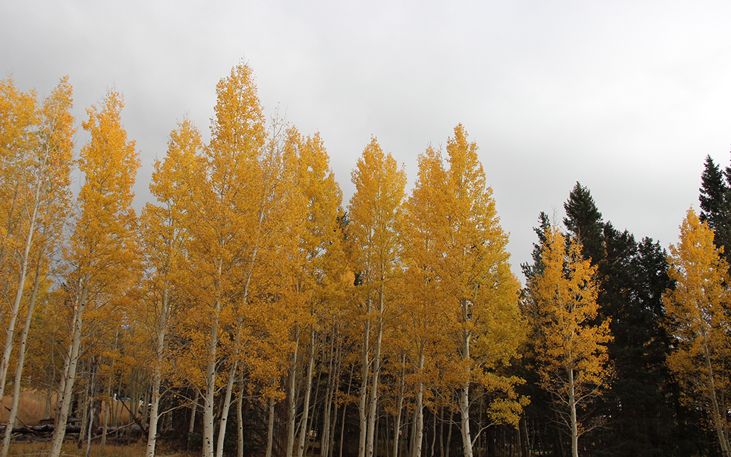 A row of bright yellow aspen trees at Arizona Snowbowl north of Flagstaff show off their fall grandeur on Oct. 22, 2022. (Photo by Payton Major/Cronkite News)