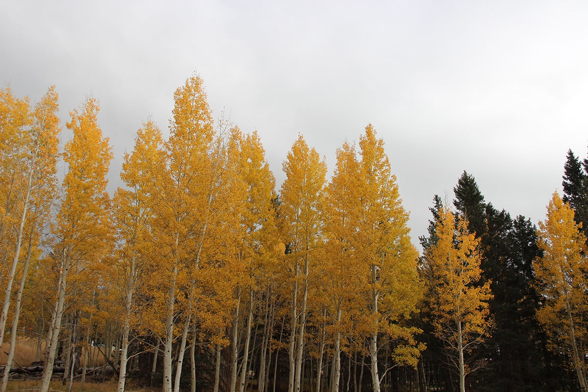 A row of bright yellow aspens at Arizona Snowbowl north of Flagstaff show off their fall grandeur on Oct. 22, 2022. (Photo by Payton Major/Cronkite News)