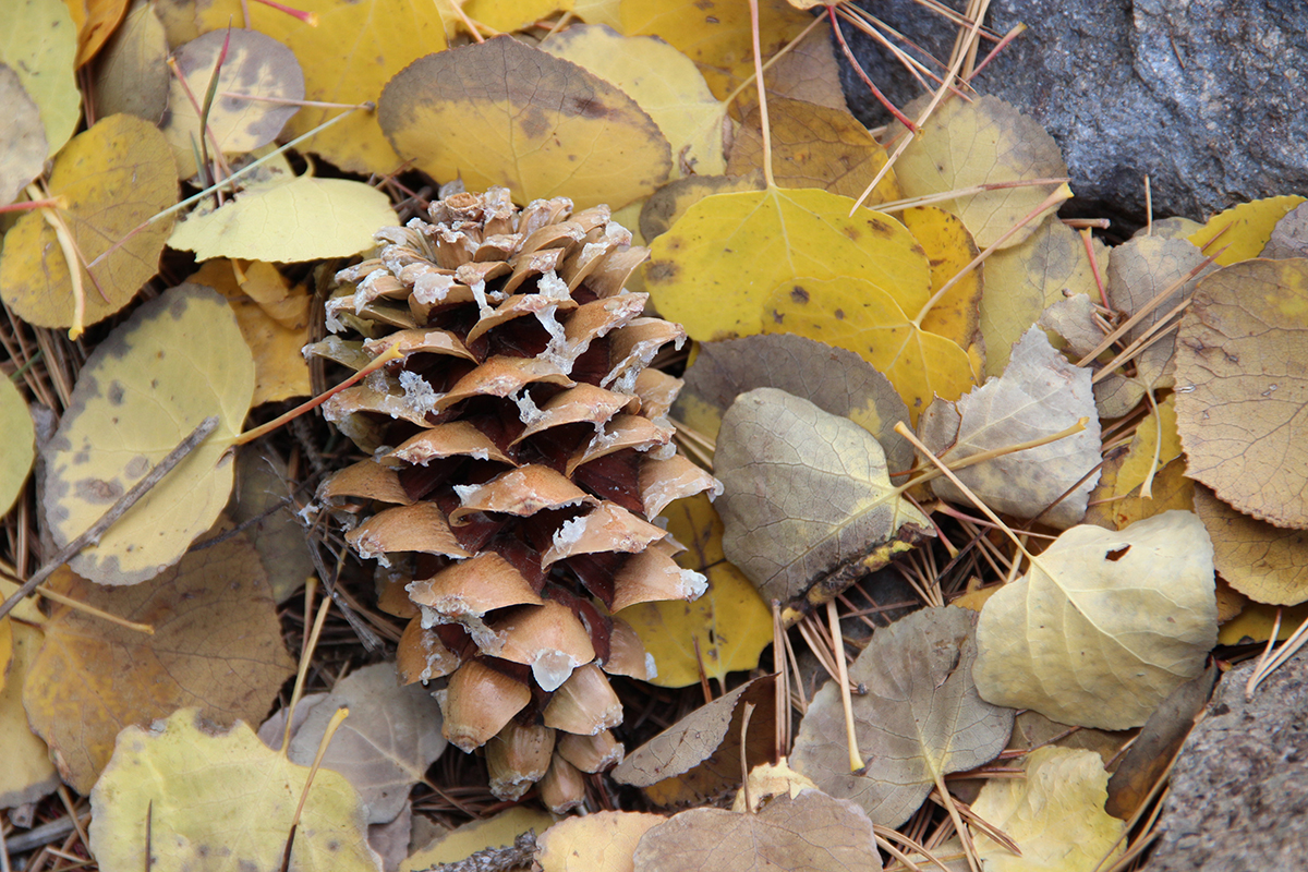 A sap-covered pinecone sits atop a pile of aspen leaves at Arizona Snowbowl north of Flagstaff on Oct. 22, 2022. (Photo by Payton Major/Cronkite News)