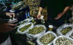 ‘C’ you later: Cannabis sales soar, but don’t threaten Arizona’s 5 C’s yet