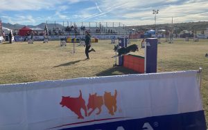 Guided by Stefanie Anderson, Equis jumps over the final obstacle of the Masters Challenge Biathlon event Dec. 1 at the Cynosport Dog Agility World Games at WestWorld of Scottsdale. (Photo by Nicholas Hodell/Cronkite News)