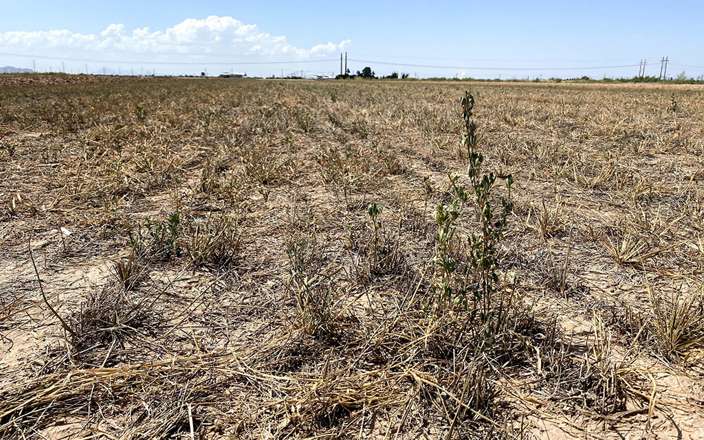 Climate change has altered the natural pattern of droughts, making them more frequent, longer and more severe, according to the U.S. Geological Survey. The Southwest is experiencing a 23-year megadrought. (File photo by Emma VandenEinde/Cronkite News)