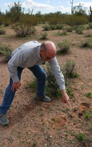 Tom Hannagan, Friends of Ironwood Forest board president, finds bighorn sheep hoofprints in Ironwood Forest National Monument. Photo taken on Jan. 31, 2023, in Tucson. (Photo by Evelyn Nielsen/Cronkite News)