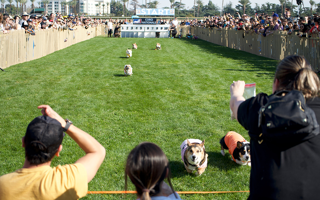 It's a race to the finish line for the Corgi Winter Nationals held Feb. 19 at Santa Anita Park in Arcadia, Calif. (Photo by Ayana Hamilton/Cronkite News)