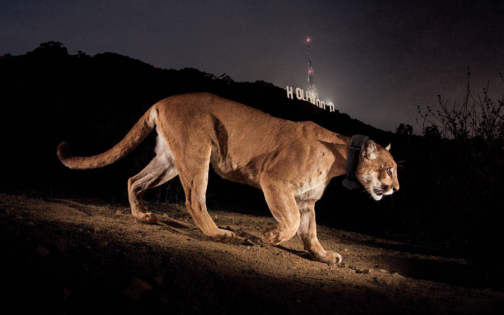 Mountain lion P-22 made his home in Los Angeles' Griffith Park for more than a decade before moving down to neighborhoods, becoming ill and being euthanized in 2022. He was first caught on camera in 2012. (Photo by State Winter/National Geographic)