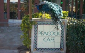 A peacock stands on top of the sign for Peacock Cafe.