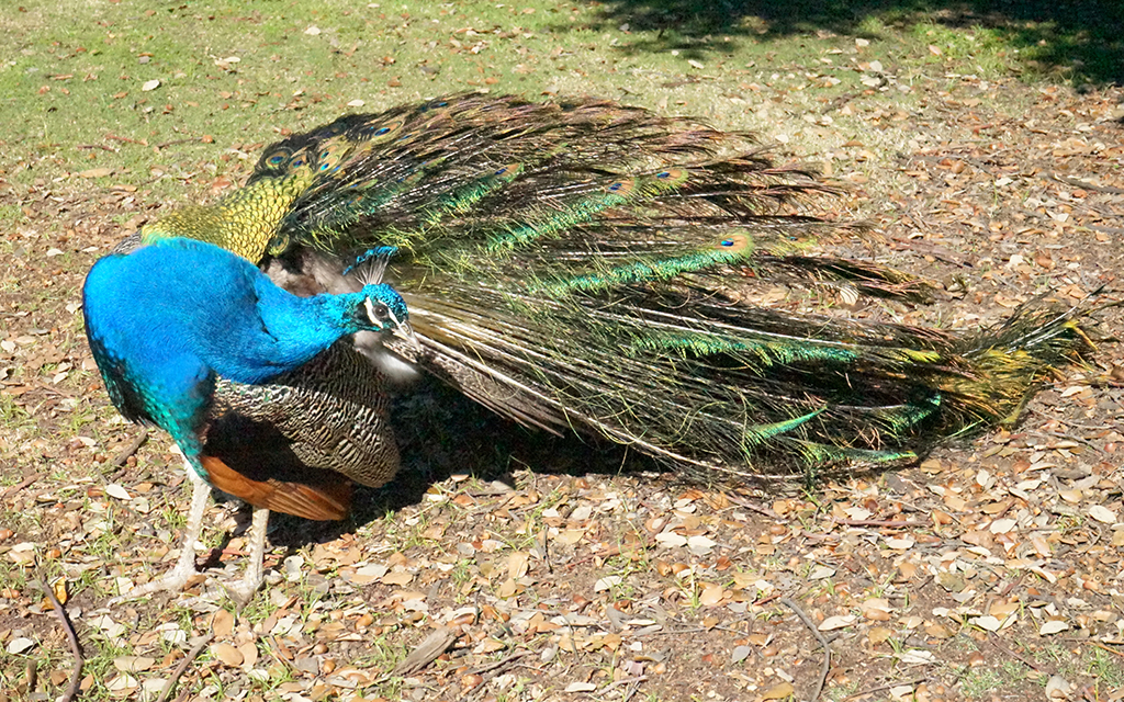 A peacock stands in leaves.