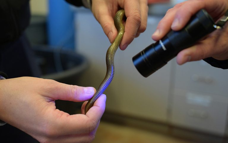 Phoenix Zoo Helps Threatened Narrow-headed Garter Snake Via A Breeding ...