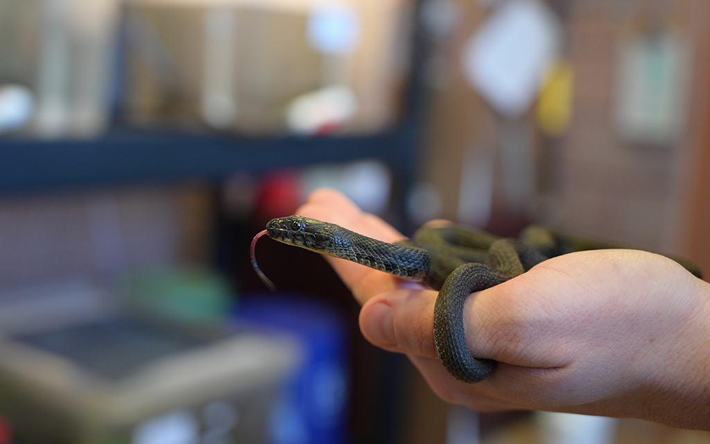 A Phoenix Zoo employee holds a garter snake.
