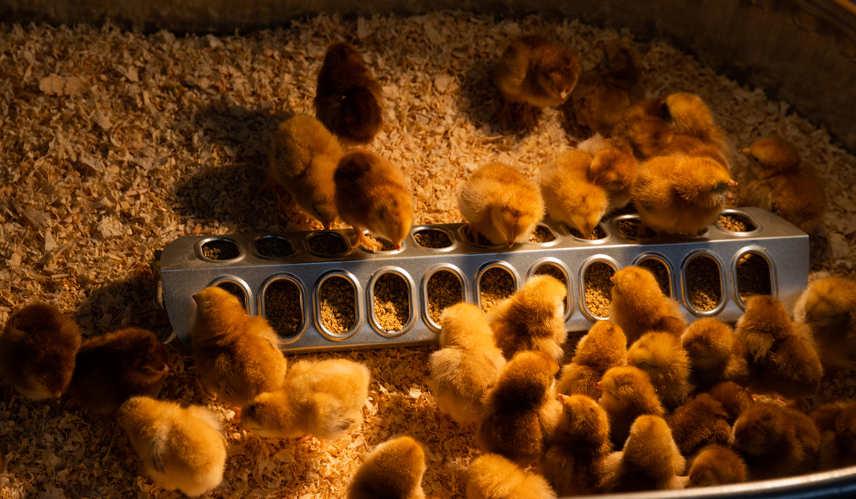 Gordon’s Feed, which sells animals and animal feed in Phoenix, gets 500 baby chicks weekly year-round. Due to the increase in demand, baby chicks in recent weeks have sold out within two days, owner Gordon Grantham said on Jan. 26, 2023. (Photo by Gianna Abdallah/Cronkite News)
