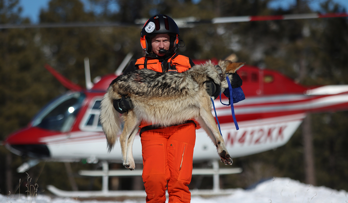 Arizona Game and Fish Department biologist Bailey Dilgard carries an alpha female wolf from a helicopter in Alpine Jan. 26, 2023, to hand her off to Pamela Maciel Cabañas, the sanctuary manager at the Wolf Haven International in Washington state. (Photo by Lydia Curry/Cronkite News)