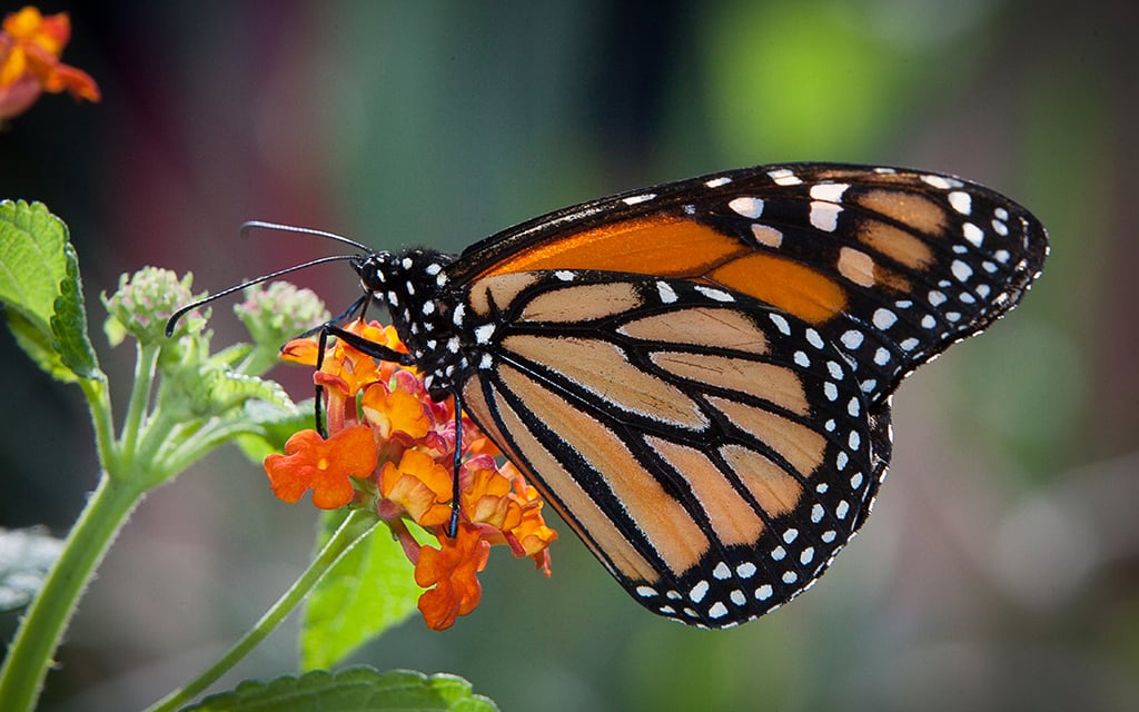 Despite a recent uptick in the population, the monarch butterfly is still endangered. The Desert Botanical Garden’s Majestic Mariposas exhibit runs March 4 through May 14. (Photo courtesy of Desert Botanical Garden)