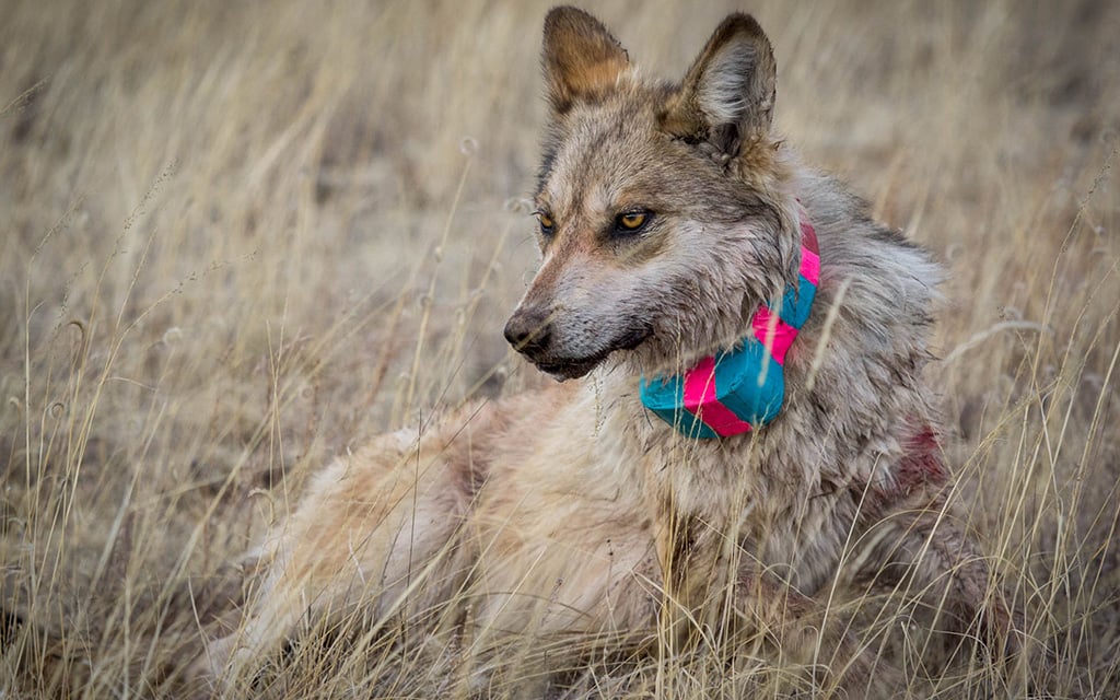The latest Mexican wolf population count showed surprising numbers. Biologists found 109 collared wolves in the wild. (File photo by Jenna Miller/Cronkite News)
