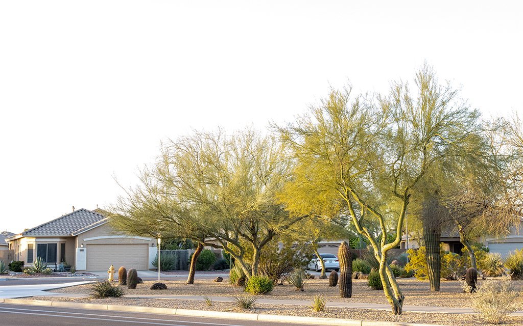 The blue palo verde is Arizona's state tree. Several are shown in a neighborhood in North Phoenix. (Photo by Emily Mai/Cronkite News)
