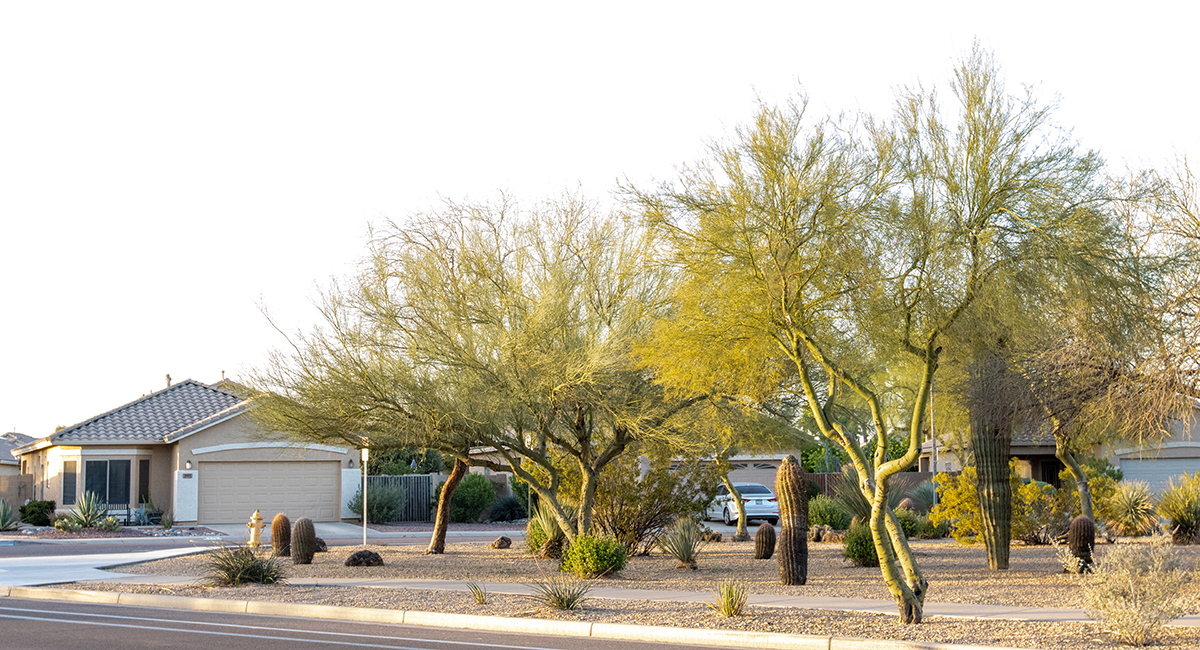 The blue palo verde is Arizona’s state tree. Several are shown in a neighborhood in North Phoenix. (Photo by Emily Mai/Cronkite News)
