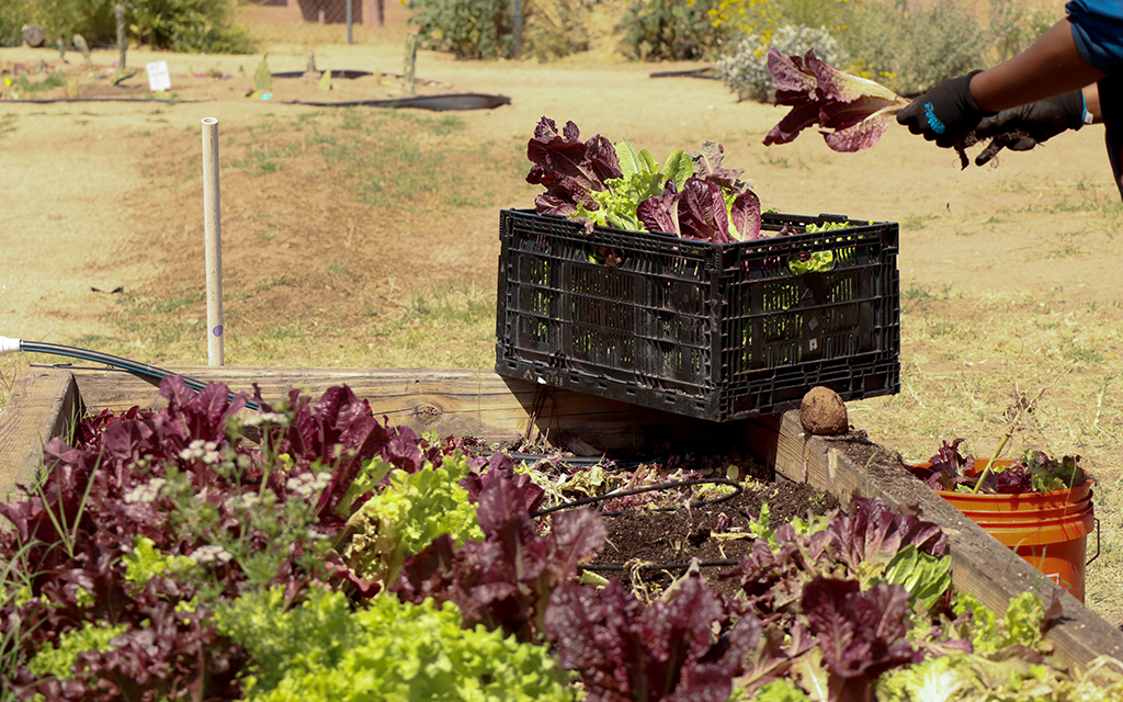 A volunteer at the TigerMountain Foundation harvests and tends to the freshly grown lettuce in the ffoundation's community gardens on April 25, 2023. (Photo by Logan Camden/Cronkite News)