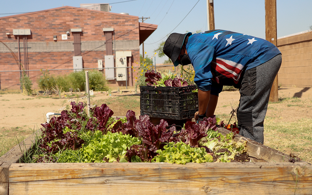 TigerMountain Foundation community gardens volunteer Yvonne Juniel harvests and tends to lettuce beds in the garden on April 25, 2023. (Photo by Logan Camden/Cronkite News)