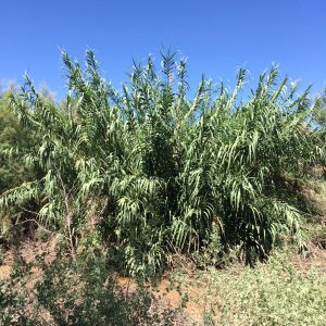 The giant reed grows along riverbeds and creeks and can compete with other native plants, growing over them and taking all of their water. (Photo by Willie Sommers/Arizona Department of Forestry and Fire Management)