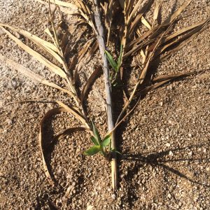 This plant wasn't disposed of properly and started putting down roots again. These bamboo-like plants, while they can be pretty in your home, can be hard to get rid of once they take hold in the ground. (Photo by Willie Sommers/Arizona Department of Forestry and Fire Management)