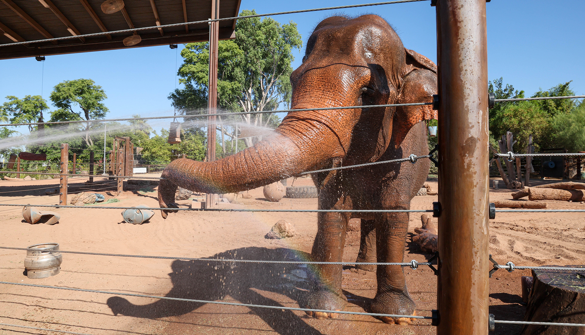 Indu, a 57-year old Asian elephant, enjoys a frozen treat and bath at the Phoenix Zoo. (Photo by Evelin Ruelas/Cronkite News)
