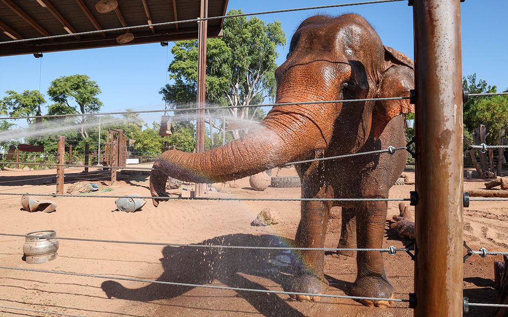 Indu, a 57-year old Asian elephant, enjoys a frozen treat and bath at the Phoenix Zoo. (Photo by Evelin Ruelas/Cronkite News)
