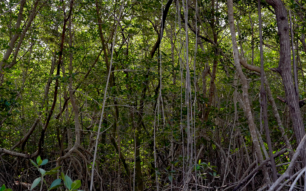 A new border wall threatens fragile mangroves in the Dominican Republic