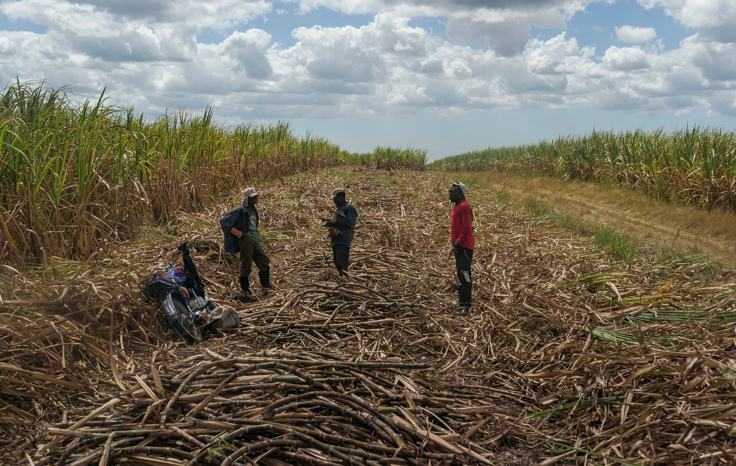 Three workers stand in a clearing surrounded by sugar cane stalks ready for harvest in La Romana province, Dominican Republic, in March. Before the U.S. ordered an embargo on Central Romana’s sugar due to forced labor conditions, much of the sugar harvested in these fields would have been exported to the United States under low tariffs. (Photo by John Leos/Cronkite Borderlands Project)
