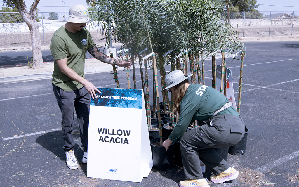 Trees Matter Outreach Manager Ariel Stone and Staff Member Omar Gonzales organize willow acacia trees. These are popular in the Valley due to their hardiness and desert-weather tolerance. (Photo by Hunter Fore/Cronkite News)