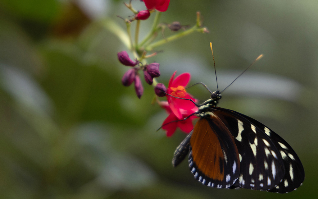 A spotted tiger glassywing butterfly rests atop a flower at Butterfly Wonderland on Sept. 20, 2023. Arizona’s prolonged extreme heat is expected to reduce butterflies’ food, resulting in fewer migrating butterflies, Nina de l’Etoile, Butterfly Wonderland conservatory supervisor, said. (Photo by Kevinjonah Paguio/Cronkite News)