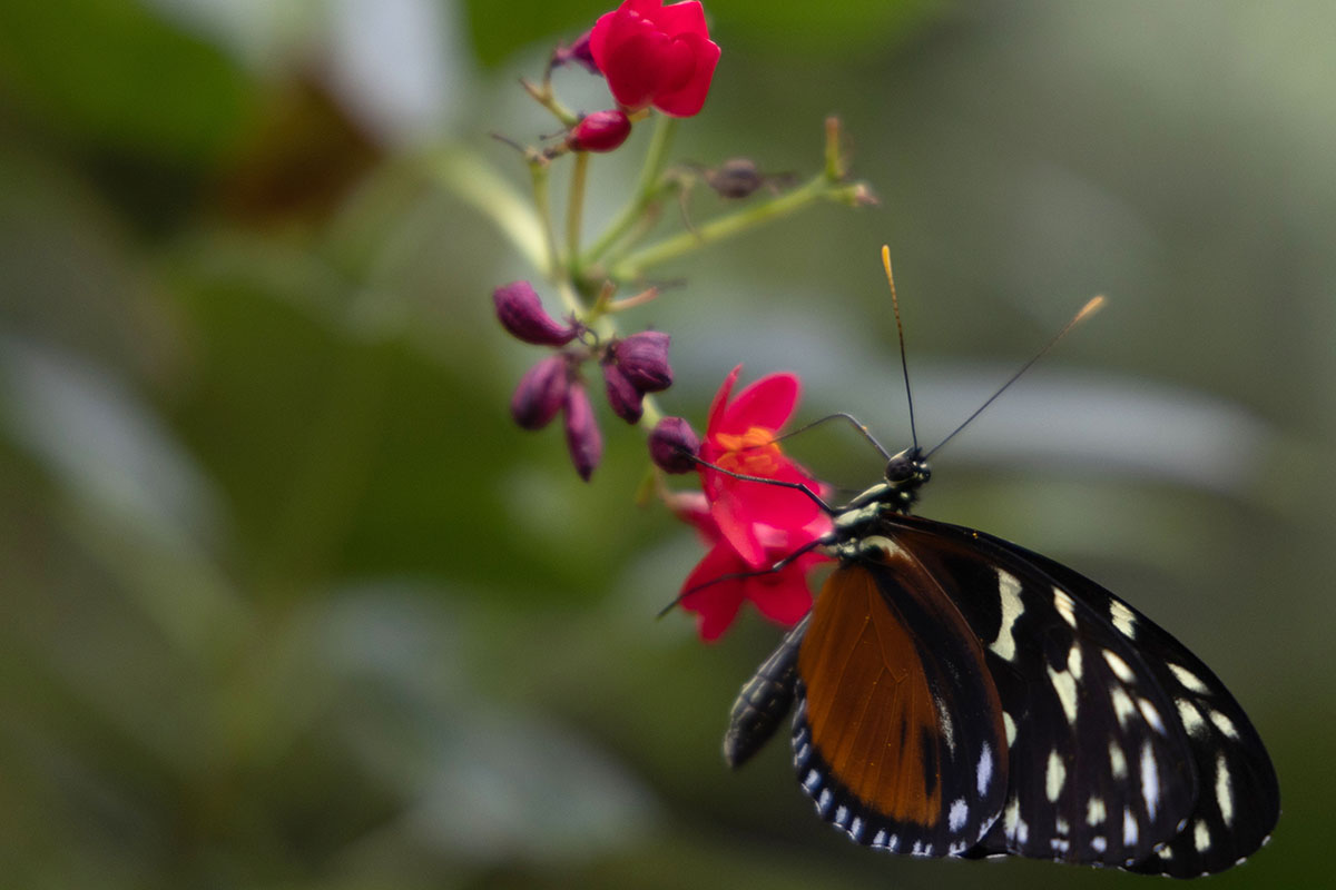 A spotted tiger glassywing butterfly rests atop a flower at Butterfly Wonderland on Sept. 20, 2023. Arizona’s prolonged extreme heat is expected to reduce butterflies’ food, resulting in fewer migrating butterflies, Nina de l’Etoile, Butterfly Wonderland conservatory supervisor, said. (Photo by Kevinjonah Paguio/Cronkite News)
