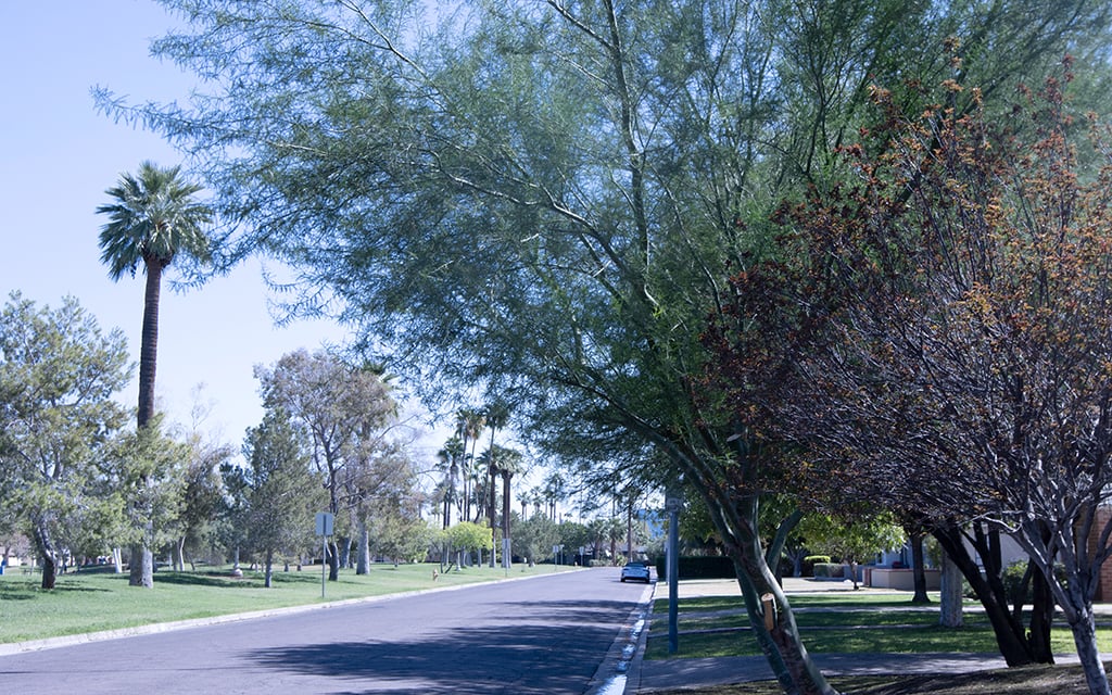 Some Phoenix neighborhoods have more trees than others, resulting in cooler temperatures and improved walkability. (Photo by Hunter Fore/Cronkite News)