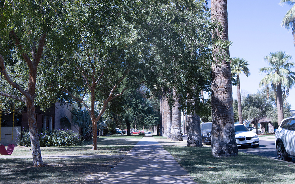 Phoenix’s Tree and Shade Master Plan aims to increase city canopy coverage to roughly 25% by 2030. (Photo by Hunter Fore/Cronkite News)