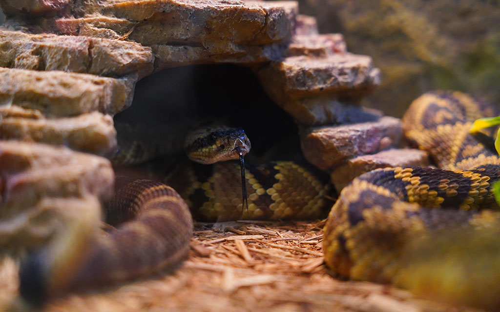 Arizona rattlesnakes could be affected by I-11 construction