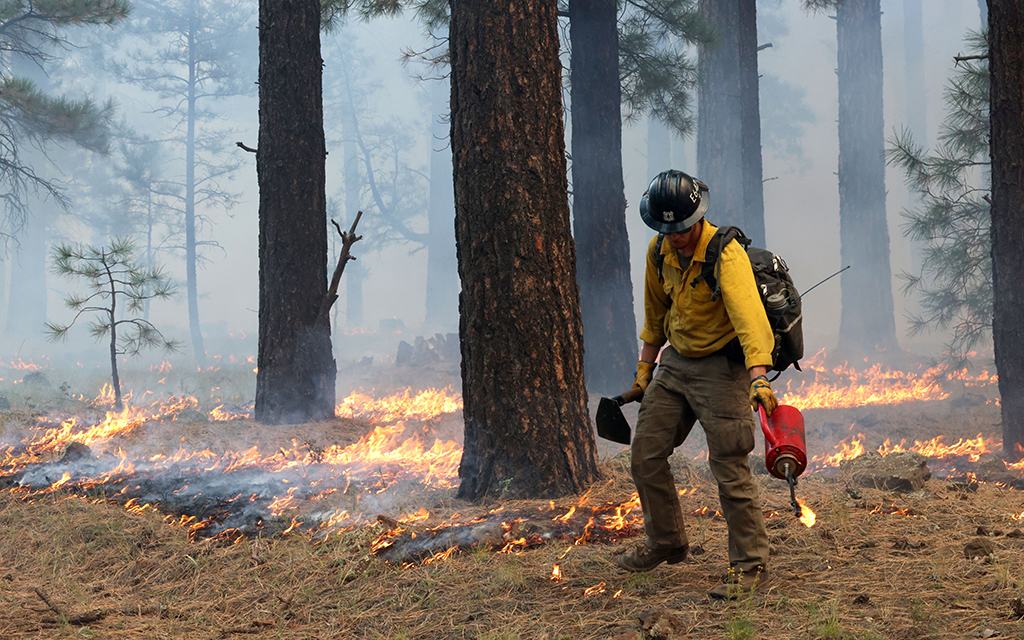 Ashton Johnson uses his drip torch during a prescribed burn operation in Kaibab National Forest on Oct. 5, 2023. Fire crews planned to burn around 2,300 acres of land that day. (Photo by Kevinjonah Paguio/Cronkite News)
