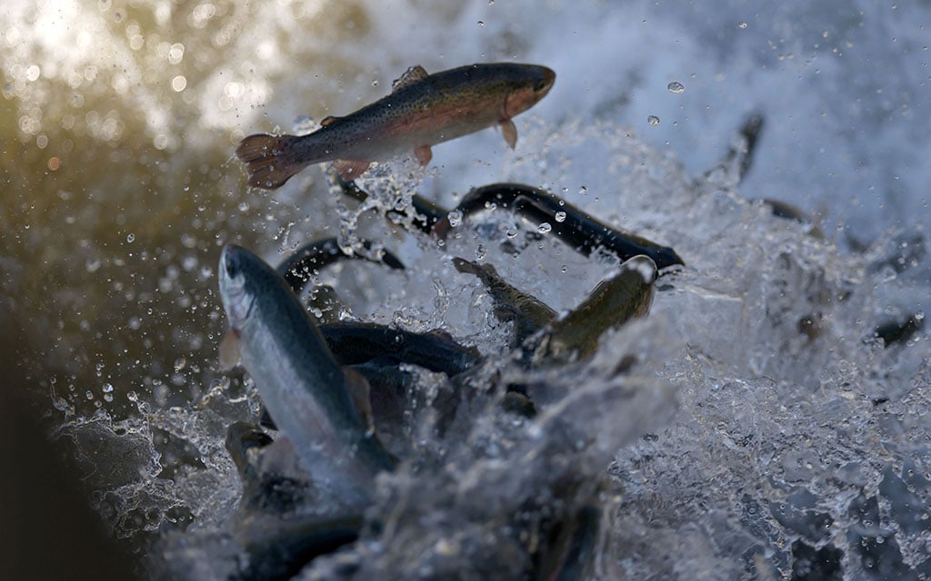 Arizona lakes’ fish population restocked to support recreation