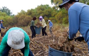 At a volunteer event in Tucson’s Tanque Verde, arundo roots are removed to prevent further growth on Nov. 18, 2023. (Photo by Hunter Fore/Cronkite News)