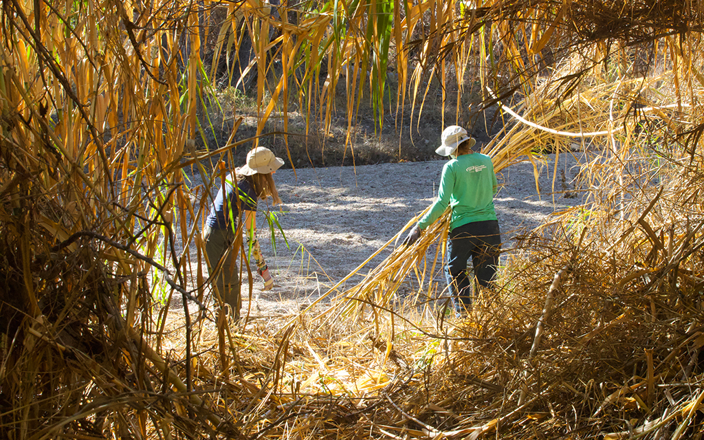 Watershed Management Group River Run Network coordinator Hannah Nuest and volunteer Mary Caldwell gather and remove arundo stalks from along the Tanque Verde on Nov. 18, 2023. (Photo by Hunter Fore/Cronkite News)
