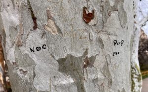 Markings on a tree located at Montezuma Castle National Monument. (Photo courtesy Montezuma Castle National Monument)