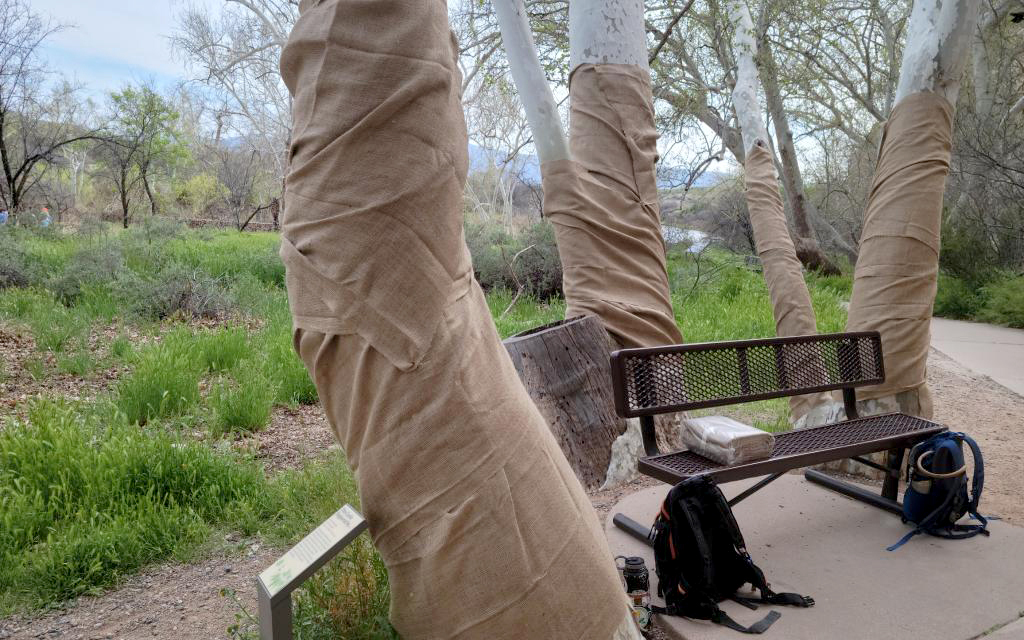 Multiple Arizona sycamore trees are wrapped in burlap at Montezuma Castle National Monument. (Photo courtesy Montezuma Castle National Monument)