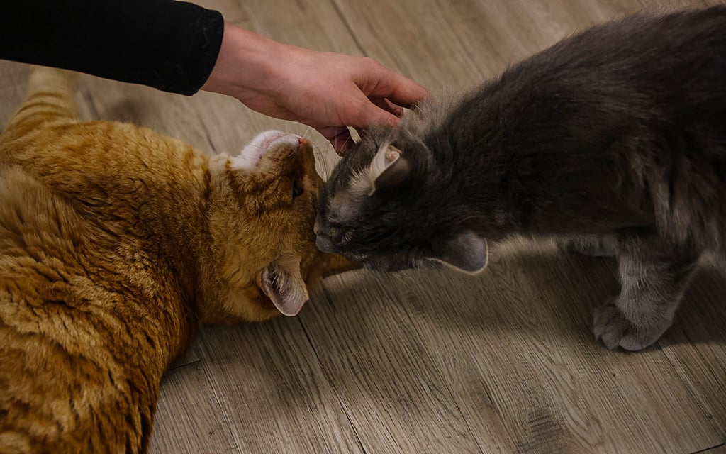 Cats sniff each other at the Kitty Pause Kitty Café on Feb. 28, 2024, in Mesa. (Photo by Mariah Temprendola/Cronkite News)