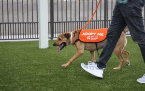 Tiffany models the “Adopt Me” vest that dogs out on field trips wear to help them gain more exposure. (Photo by Crystal Aguilar/Cronkite News)