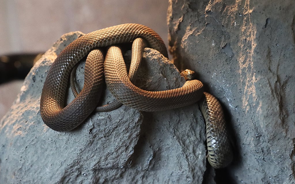 A juvenile narrow-headed garter snake at the conservation center at the Phoenix Zoo on April 15, 2024. (Photo by Mariah Temprendola/Cronkite News)