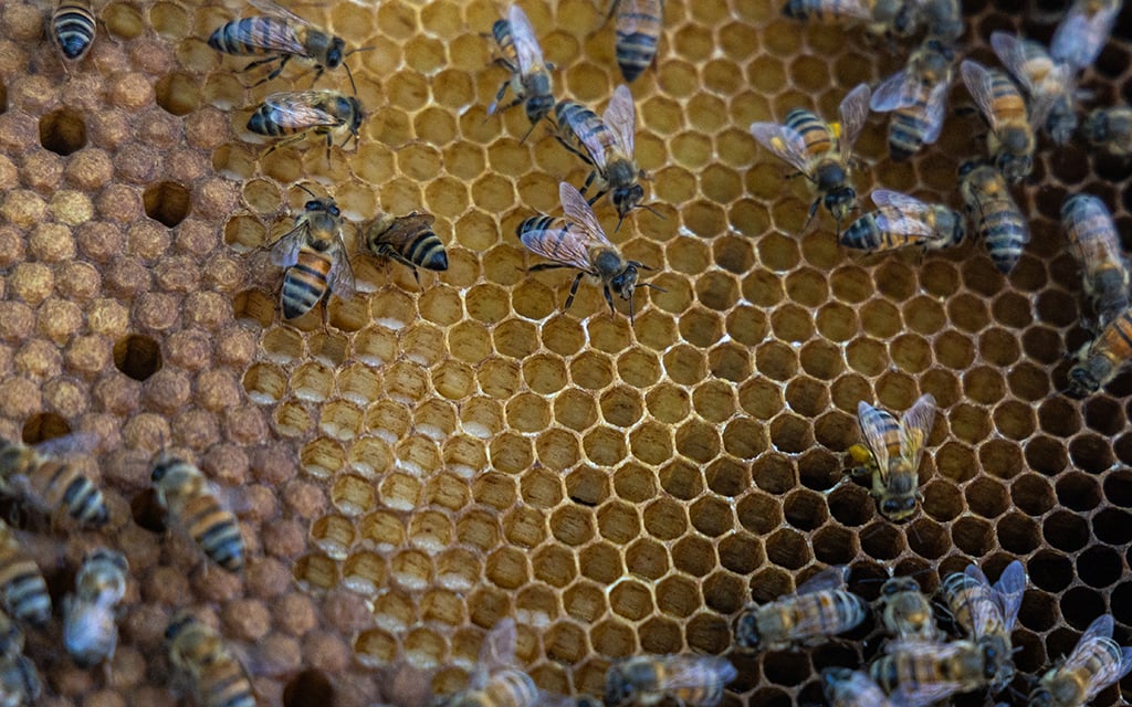 Bees settle on a frame in their hive that has open larvae cells and capped worker brood comb. Photo taken in Scottsdale on March 20, 2024. (Photo by Emily Mai/Cronkite News)