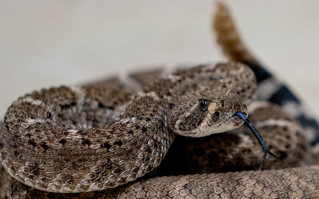 A western diamondback rattlesnake tastes the air at the Phoenix Herpetological Sanctuary. Hikers and adventurers should be aware of increased encounters between humans and rattlesnakes as temperatures climb. (File photo by Samantha Chow/Cronkite News)