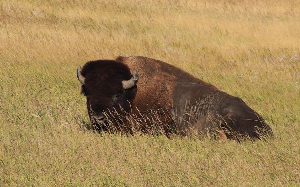 A buffalo resting in Custer State Park, SD, Sept. 2020. (Photo by Brianna Chappie)