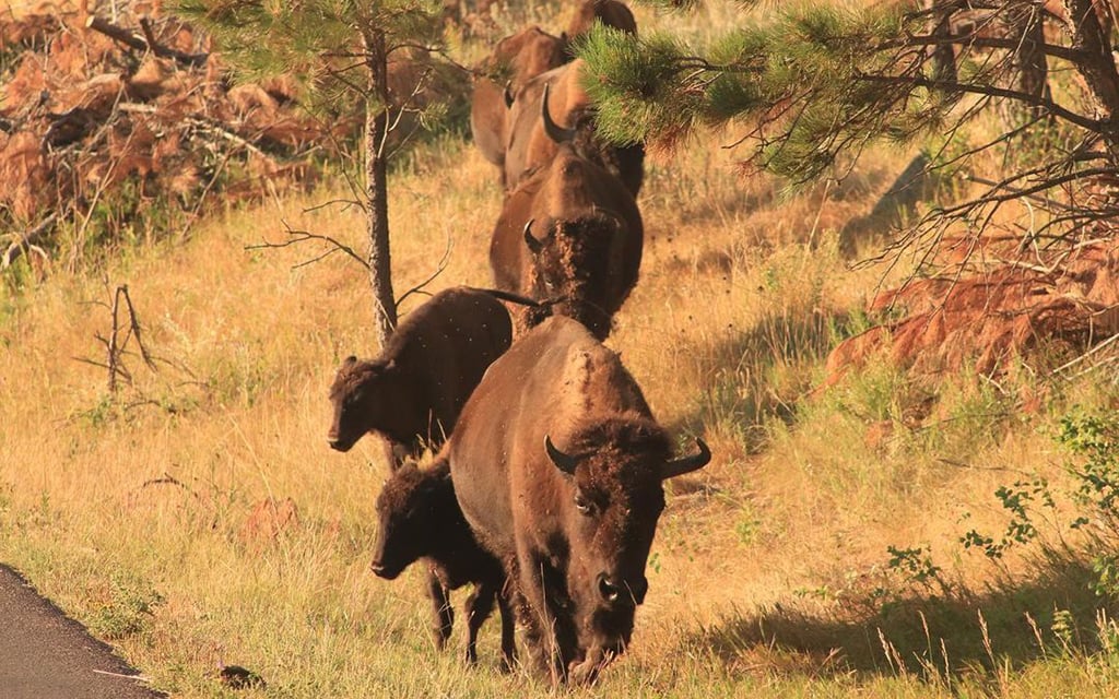 Buffalo in Custer State Park, SD, Sept. 2020. (Photo by Brianna Chappie)