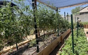 A row of tomato vines is flanked by a bed of salad greens on the Shamba AZ farm in north Phoenix. (Photo courtesy of Avrile Remy)