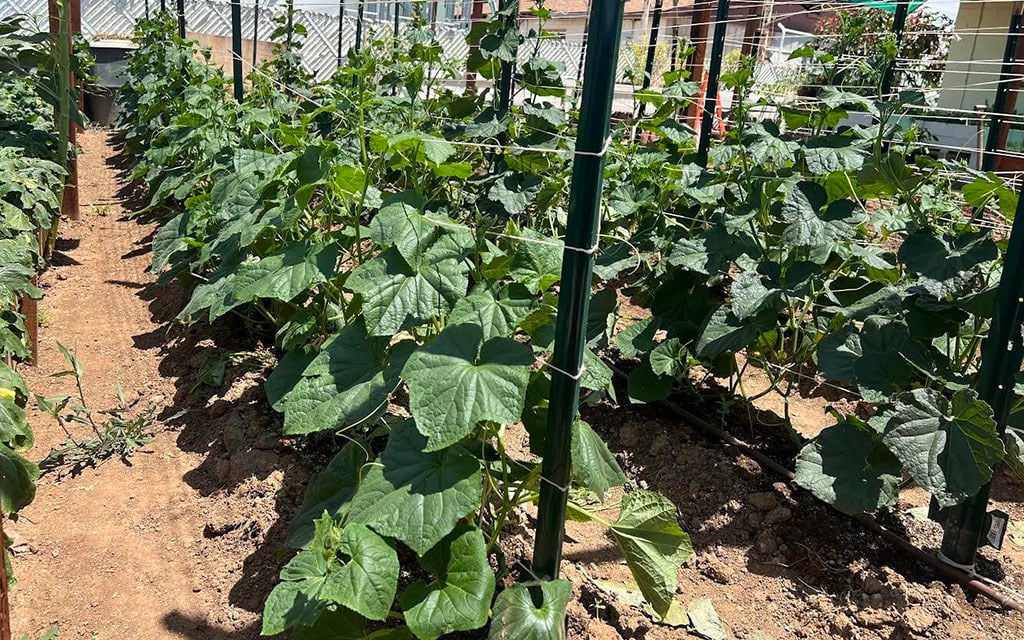 A patch of cucumber plants on the Shamba AZ farm in north Phoenix. (Photo courtesy of Avrile Remy)